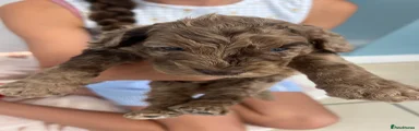 Cockapoo 5