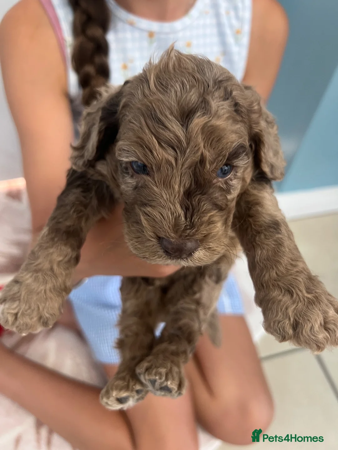 Cockapoo dogs for sale: Puppies for sale - Advert 1