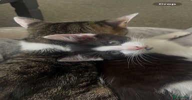 Mixed Breed cats - Advert 3
