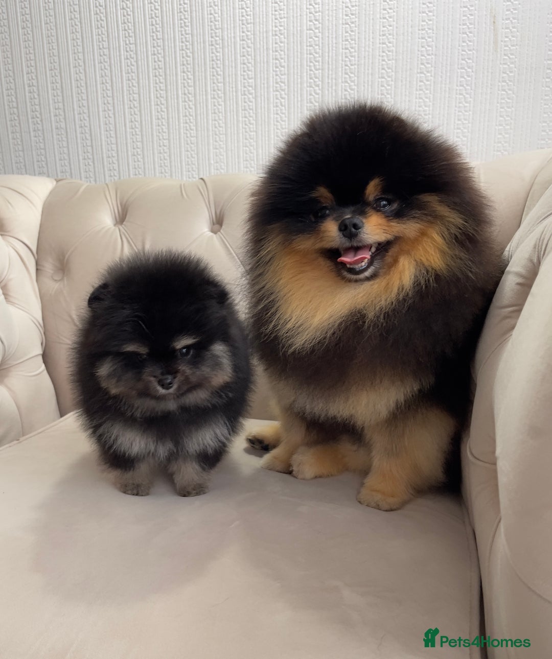 Pomeranian dogs for sale: Unique, extremely rare Pomeranian puppies ✨ - Image 7