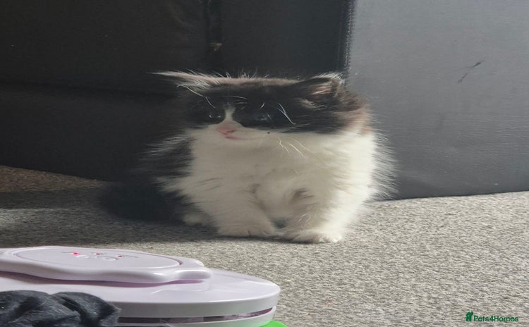 British Longhair cats - Advert 1