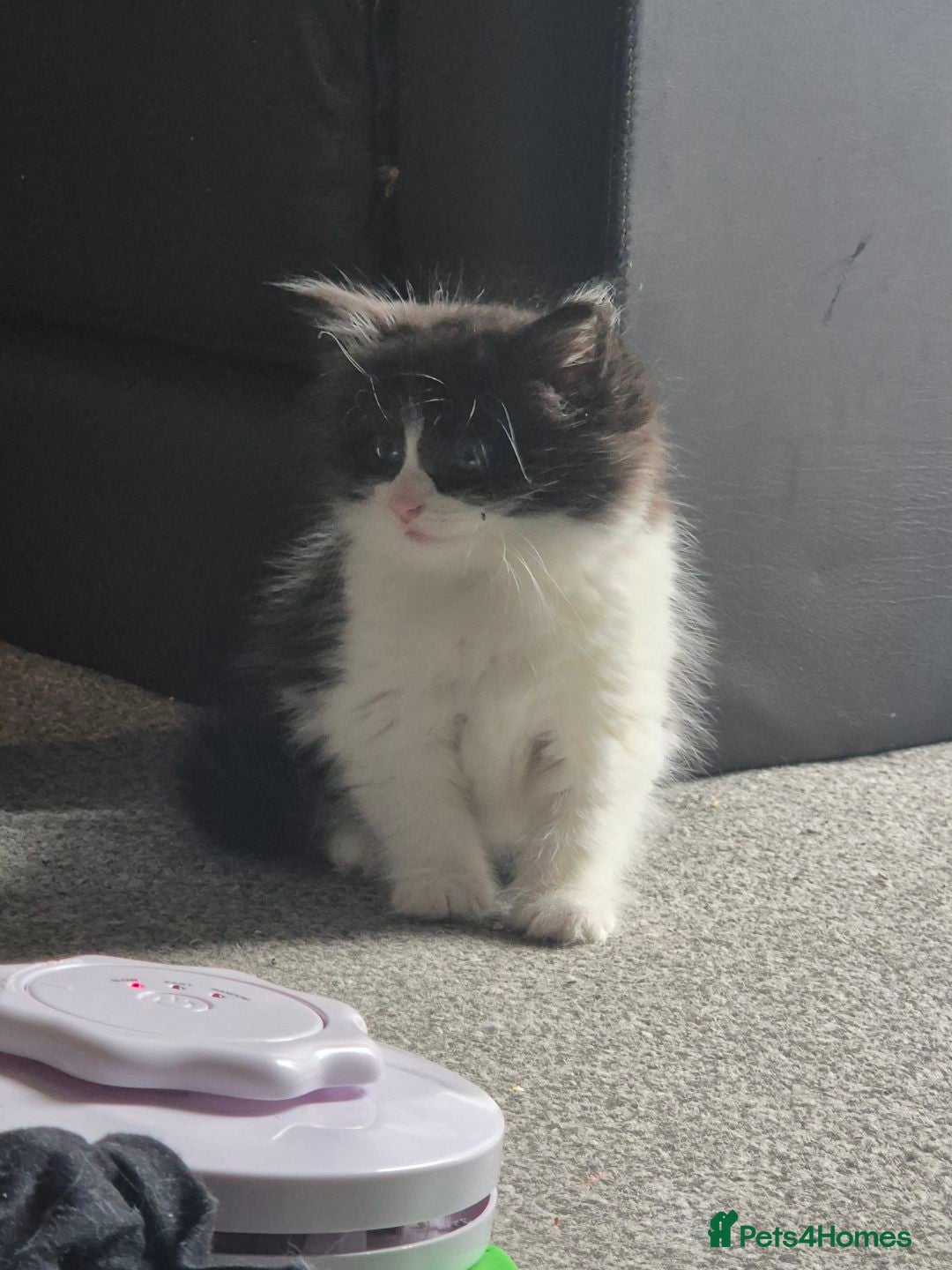 British Longhair cats for sale: British longhair Kitten - Image 1
