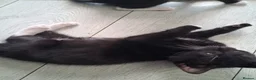 Mixed Breed cats for sale: Five beautiful kittens looking for a new home  - Advert 3