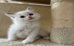 Ragdoll cats for sale: Pure Ragdoll kittens for sale london  - Image 8
