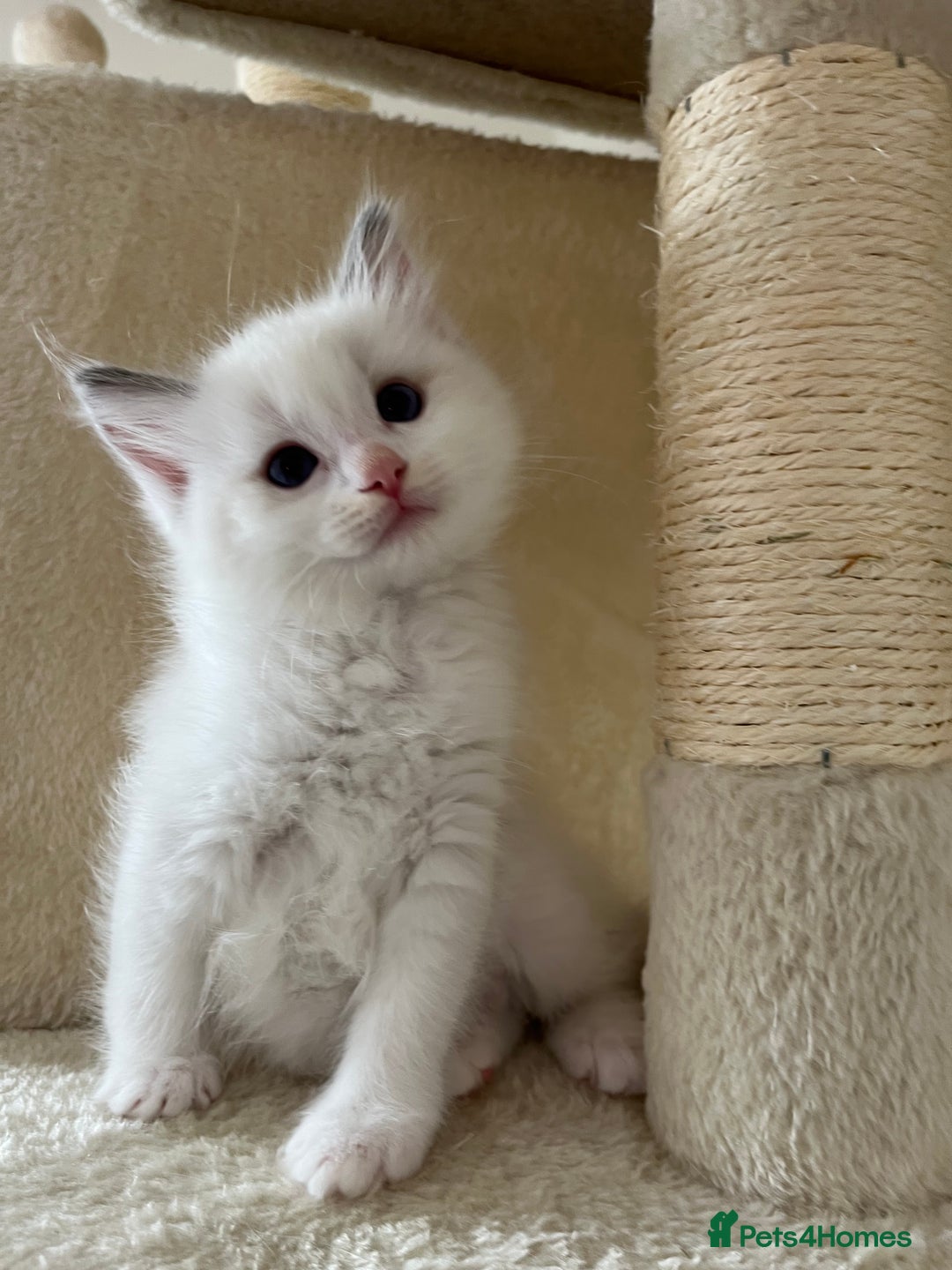 Ragdoll cats for sale: Pure Ragdoll kittens for sale london  - Image 8