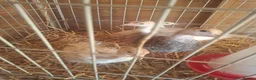 Turkeys poultry for sale: Turkey poults various ages  - Advert 2