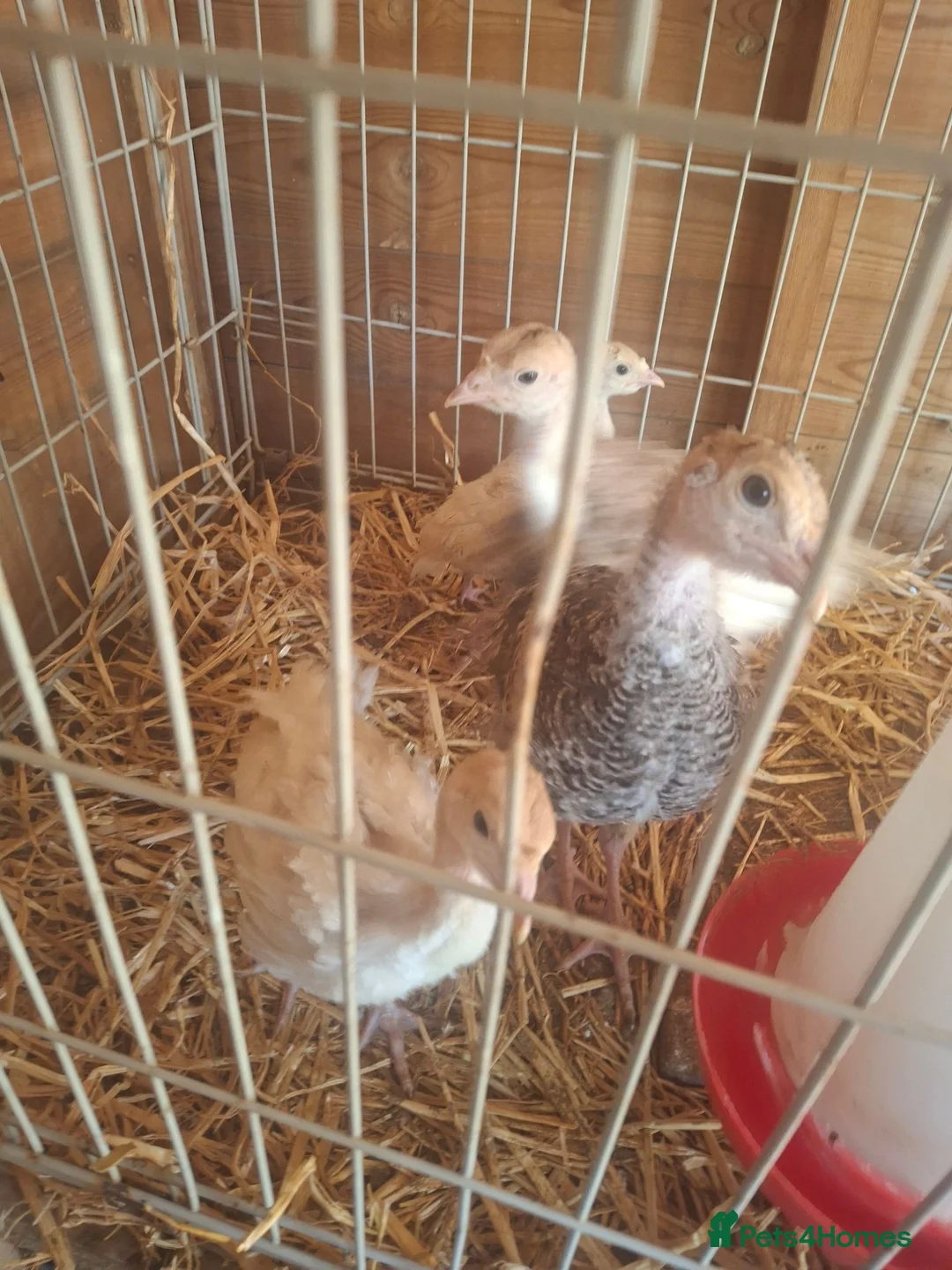 Turkeys poultry for sale: Turkey poults various ages  - Advert 2