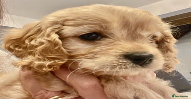 Cavapoo dogs Cavapoo - Advert 6