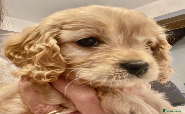 Cavapoo dogs Cavapoo - Advert 13