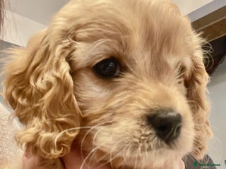 Cavapoo dogs Cavapoo - Advert 15