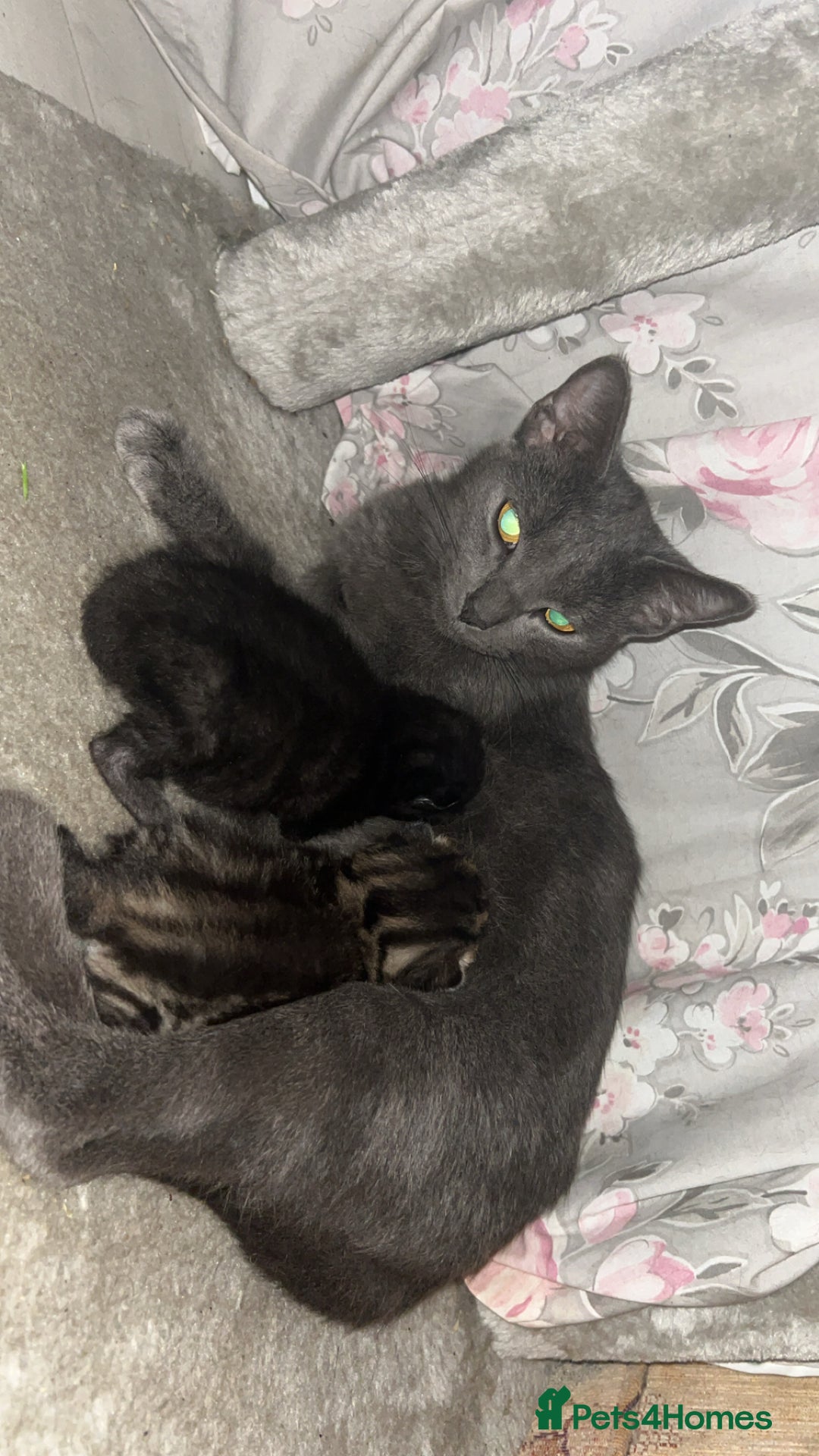 Mixed Breed cats for sale: 2 Baby Kittens Looking For New Home - Advert 1