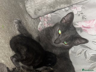 Mixed Breed cats 2 Baby Kittens Looking For New Home - Advert 1