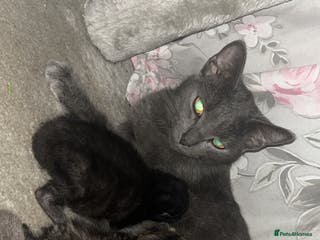 Mixed Breed cats 2 Baby Kittens Looking For New Home - Advert 18