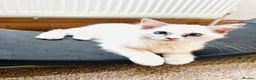 Ragdoll cats for sale: GCCF Ragdolls  - Advert 10