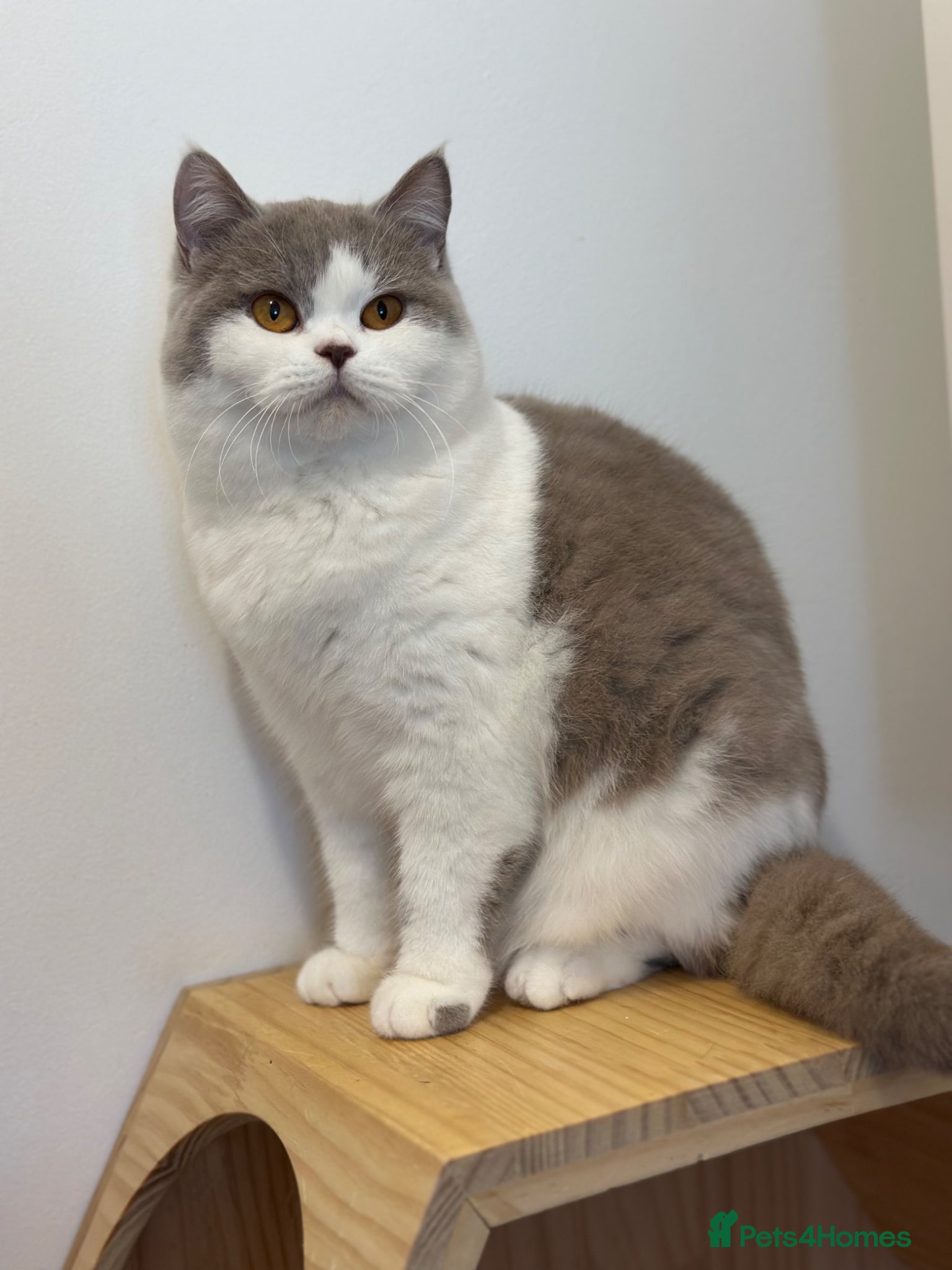 British Shorthair cats Ready British Shorthair Chunky Kittens - Advert 13