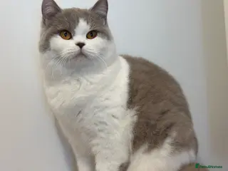 British Shorthair cats Ready British Shorthair Chunky Kittens - Advert 13