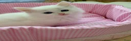 Munchkin cats for sale: Turkish Angora x Munchkin male and female  - Advert 3