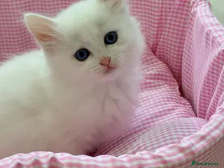 Munchkin cats Turkish Angora x Munchkin male and female - Advert 6