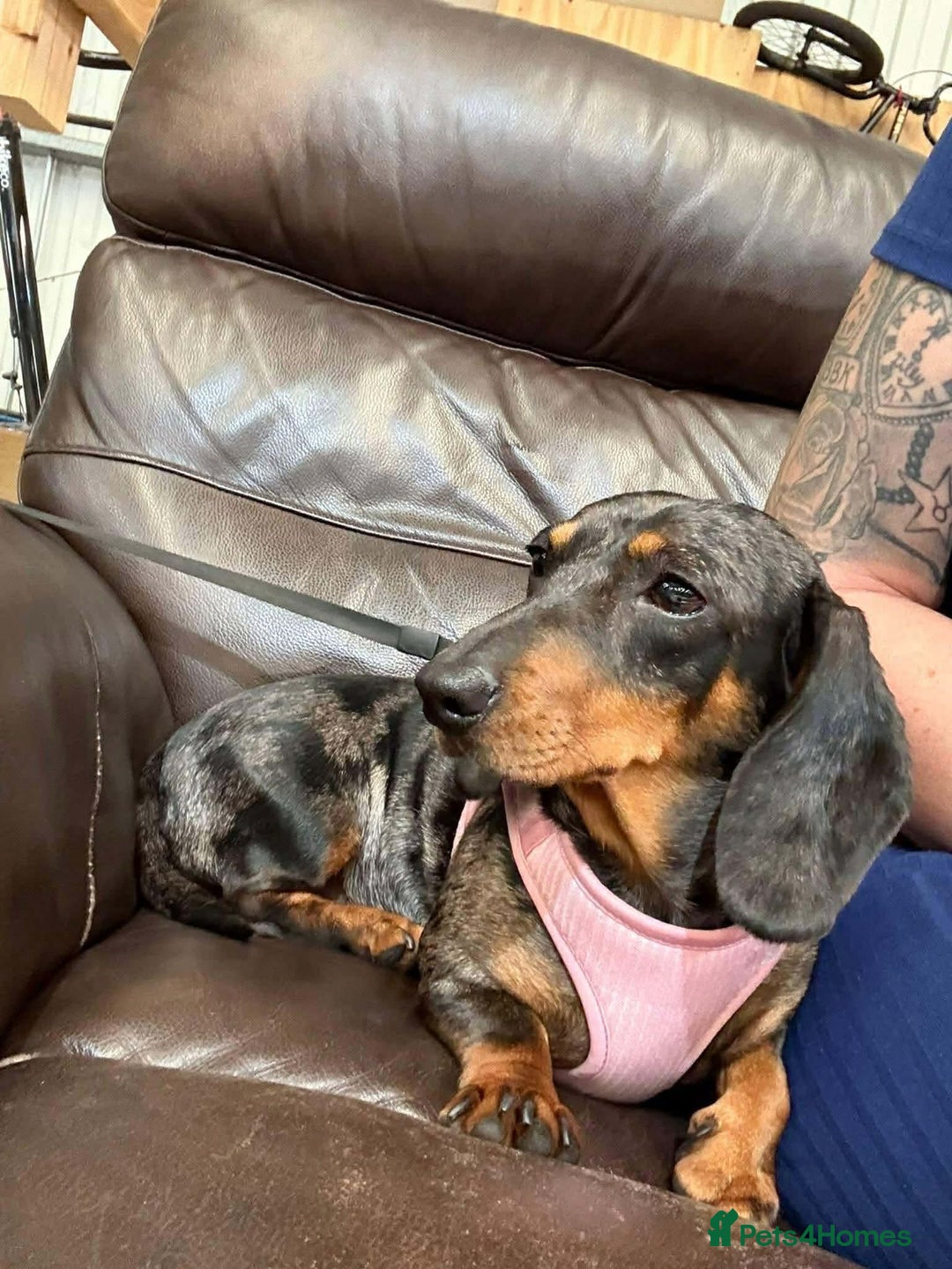 Miniature Dachshund dogs for sale: Miniature Dapple Daschund - Advert 2