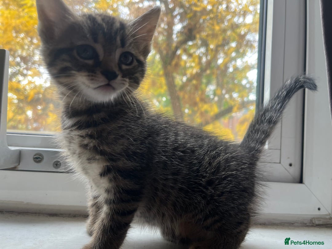 American Shorthair cats for sale: Female Kitten  - Image 3