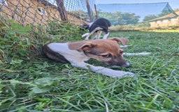 Mixed Breed dogs for adoption: 🥞Pancake🥞is looking for her forever home!  - Image 8