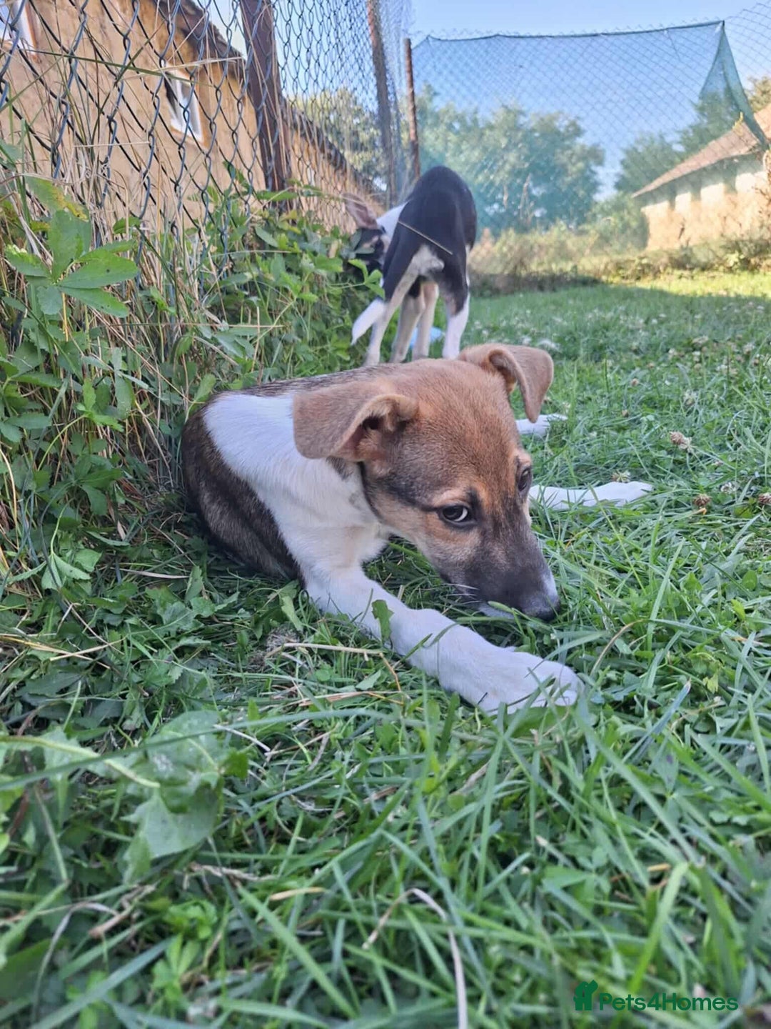 Mixed Breed dogs for adoption: 🥞Pancake🥞is looking for her forever home!  - Image 8