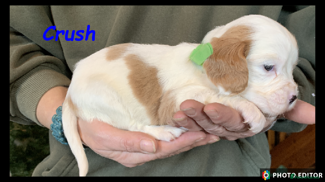 Cockalier dogs for sale: Beautiful Cockalier Pups – Loving Homes Await - Advert 20