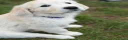 Golden Retriever dogs for stud: Health test golden retriever stud in Worksop - Advert 6