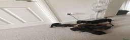 Miniature Dachshund dogs for sale: Beautiful Miniature Dachshund Puppies - Advert 4
