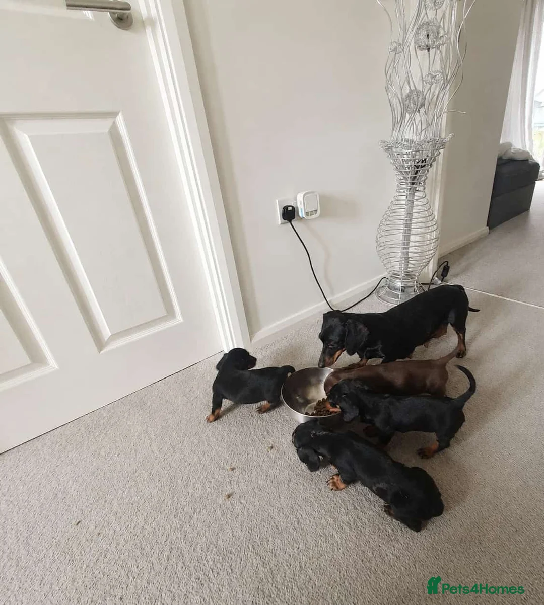 Miniature Dachshund dogs for sale: Beautiful Miniature Dachshund Puppies - Advert 4