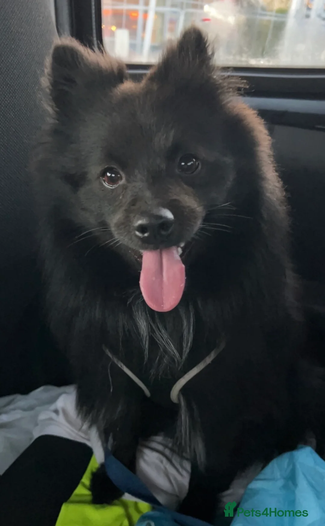 Pomeranian dogs for stud: Pomeranian stud *proven*  in Weston-super-Mare - Advert 7