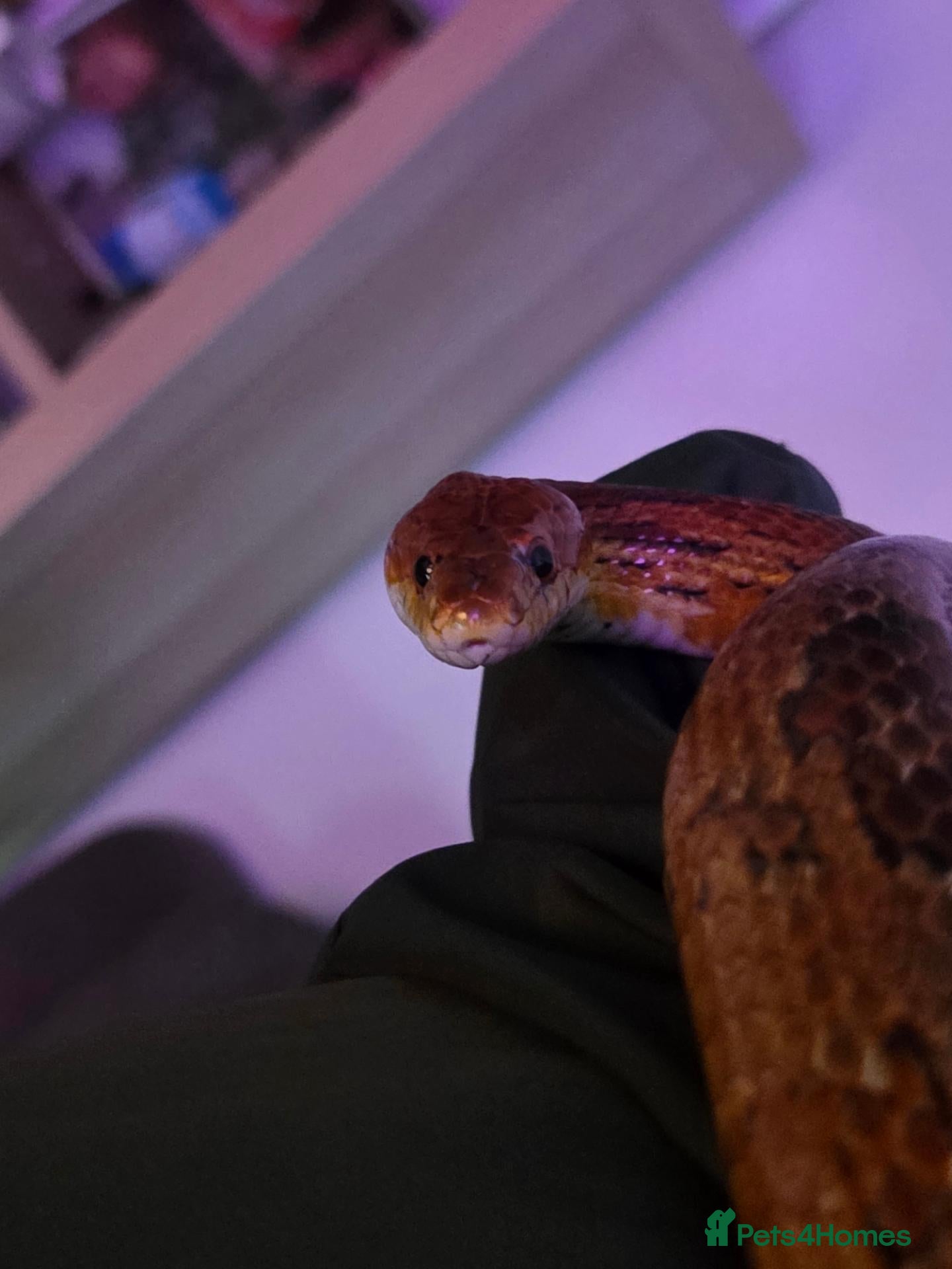 Corn Snake reptiles Bloodred corn snake  - Advert 1