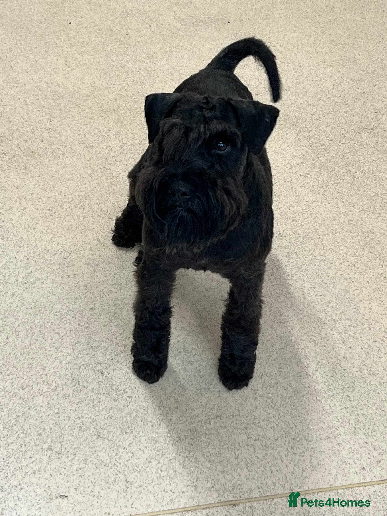 Miniature Schnauzer dogs for sale: KC reg miniature schnauzer adult boy  - Advert 5