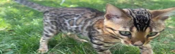 Bengal cats for sale: TICA Registered Bengal Kitten - Stunning Rosettes - Advert 17