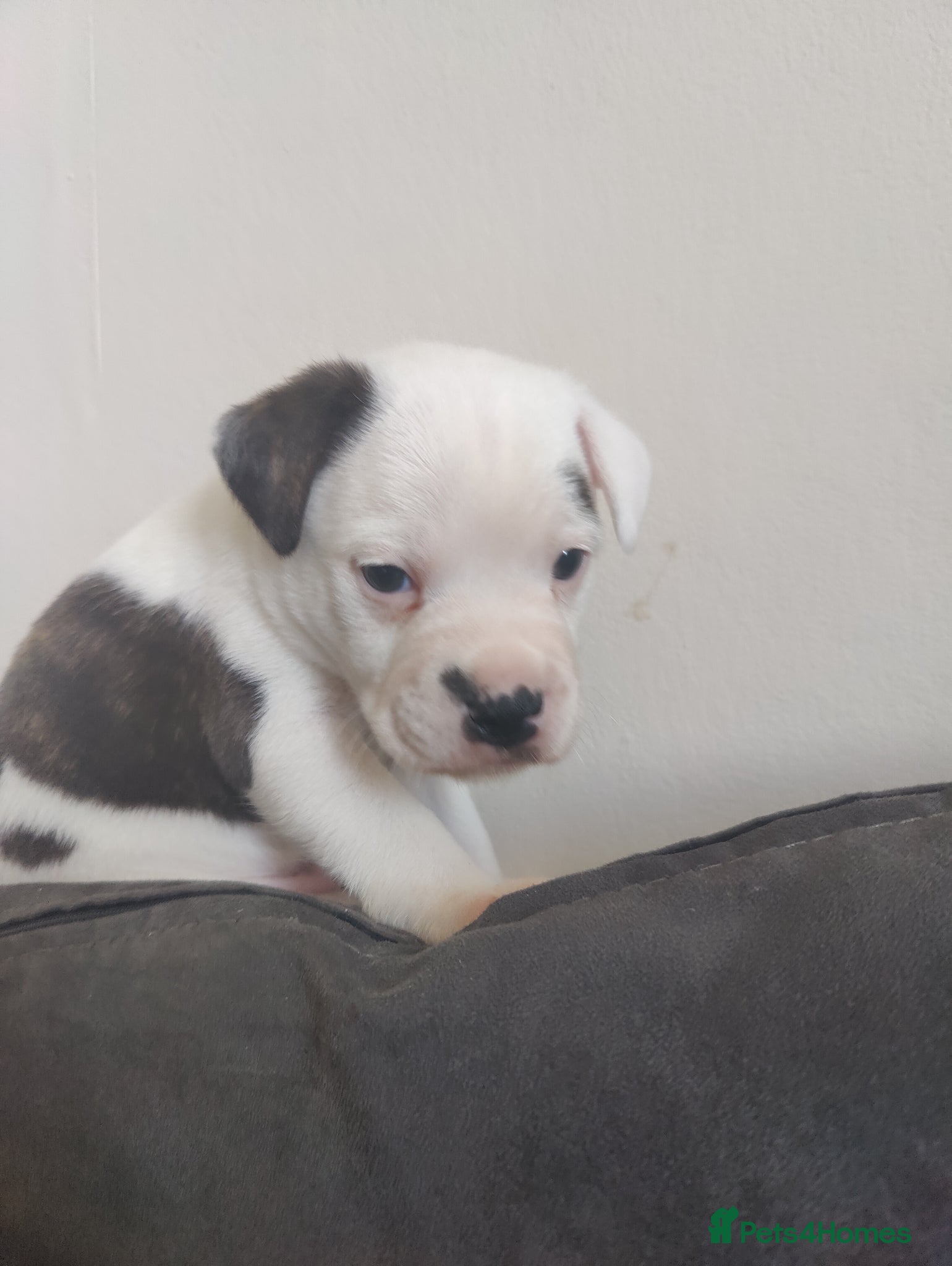 Mixed Breed dogs 3 beautiful boys Frenchie x Staffy x Shih Tzu  - Advert 2