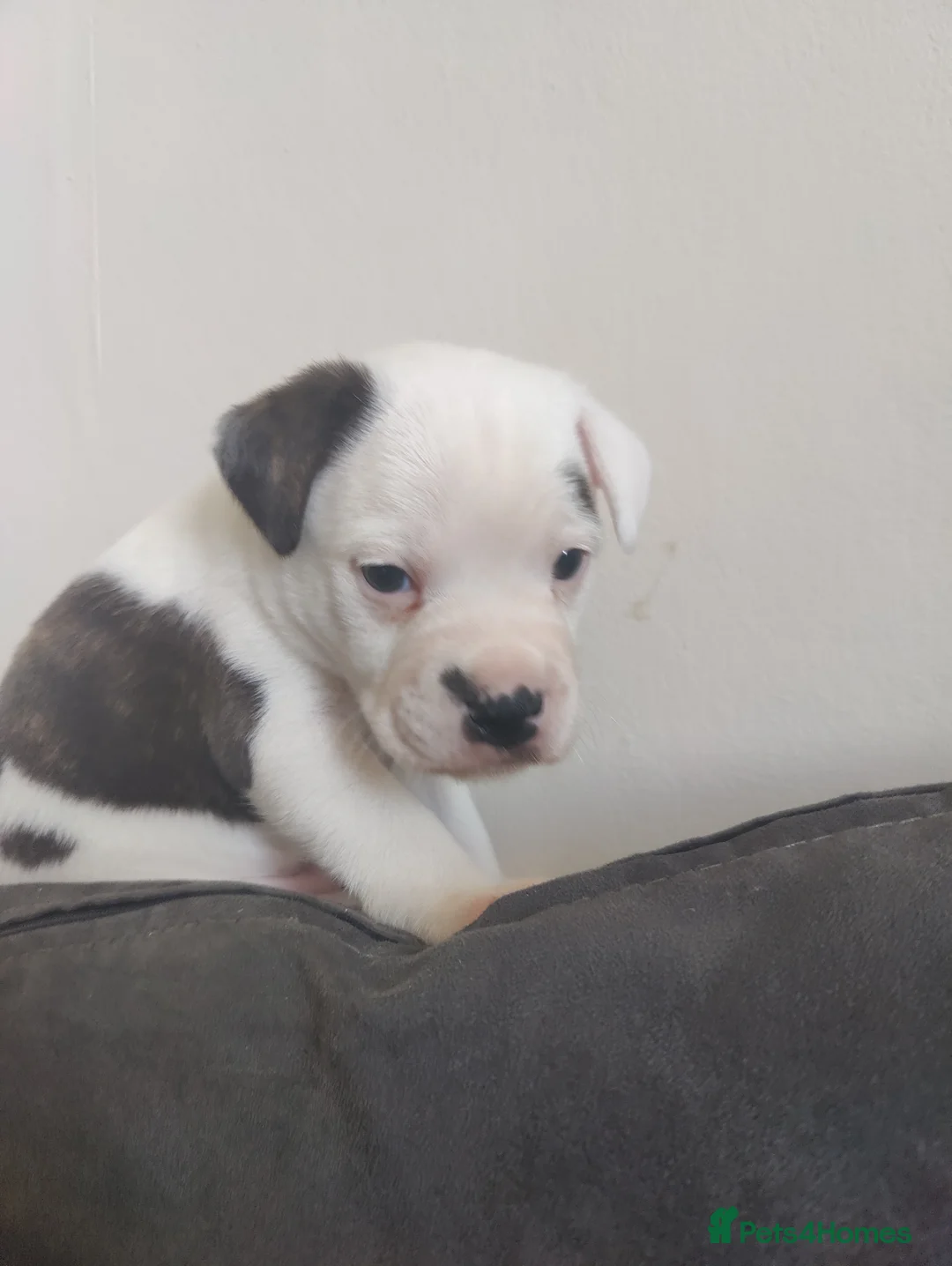 Mixed Breed dogs for sale: 3 beautiful boys Frenchie x Staffy x Shih Tzu  - Advert 1