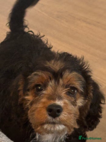 Mixed Breed dogs - Advert 3