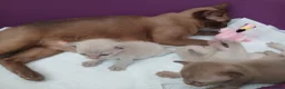 Burmese cats for sale: Lilac and Chocolate Burmese Kittens.  GCCF Reg.  - Advert 3