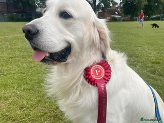 Golden Retriever dogs in Chesterfield - Advert 1