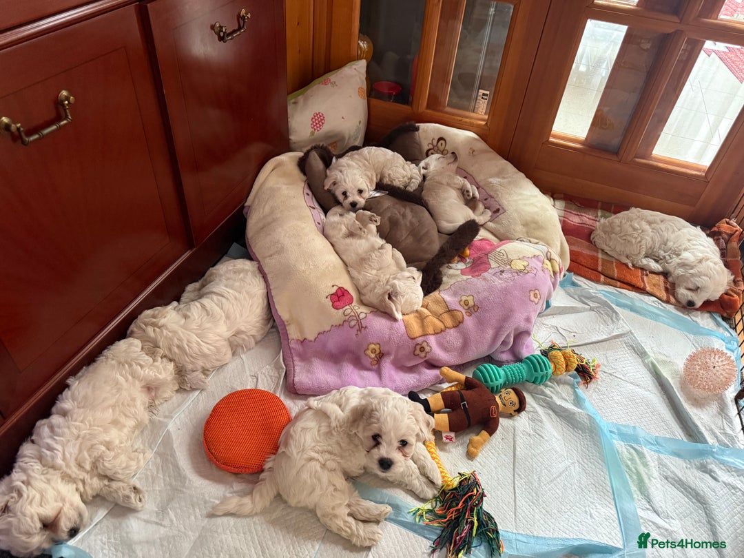 Bichon Frise dogs for sale: Bichons for sale - Image 5
