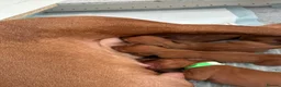 Hungarian Vizsla dogs for sale: Hungarian Vizsla Puppies in Bridgend - Advert 8