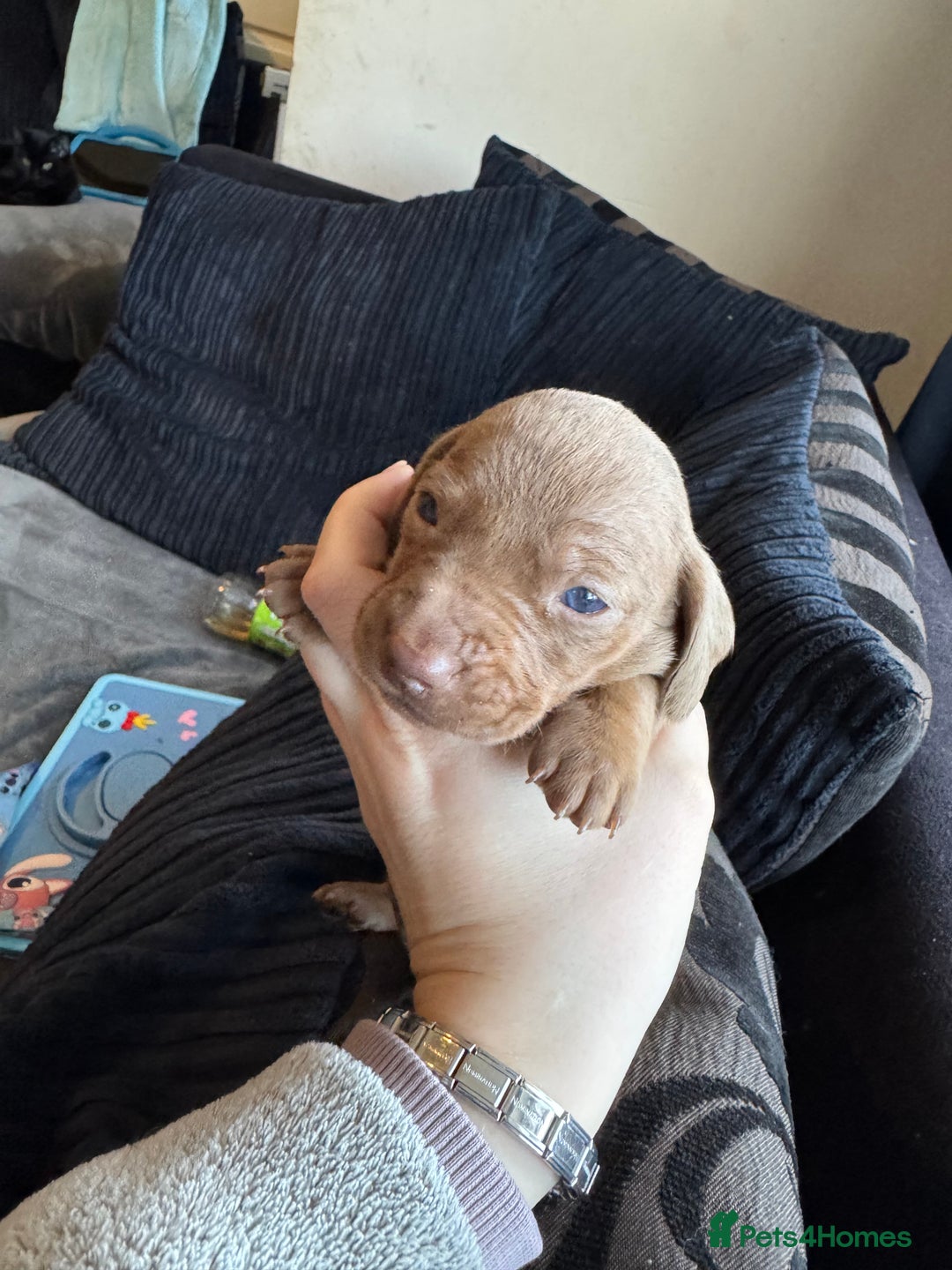 Dachshund dogs for sale: STUNNING dashaunds!!  - Advert 15