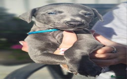 Whippet dogs for sale: KC Registered Blue Laguna Whippets - Image 1