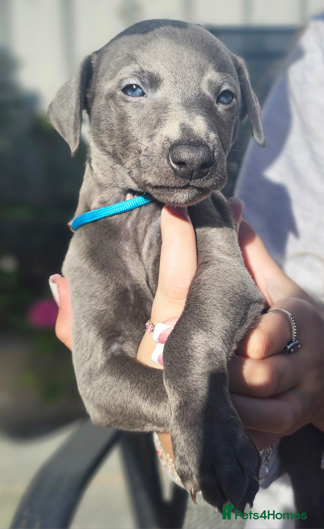 Whippet dogs for sale: KC Registered Blue Laguna Whippets - Image 1