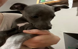 Whippet dogs for sale: One boy left, KC registered  - Image 13