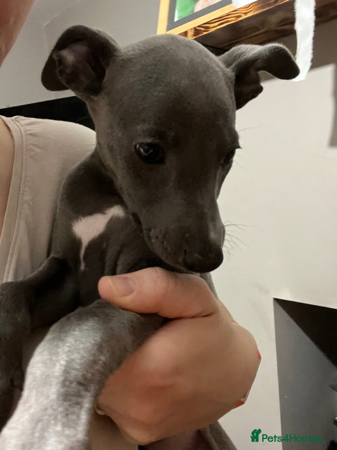 Whippet dogs for sale: One boy left, KC registered  - Image 13