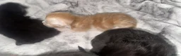 Maine Coon cats for sale: 8 Maine coon kittens  - Advert 3