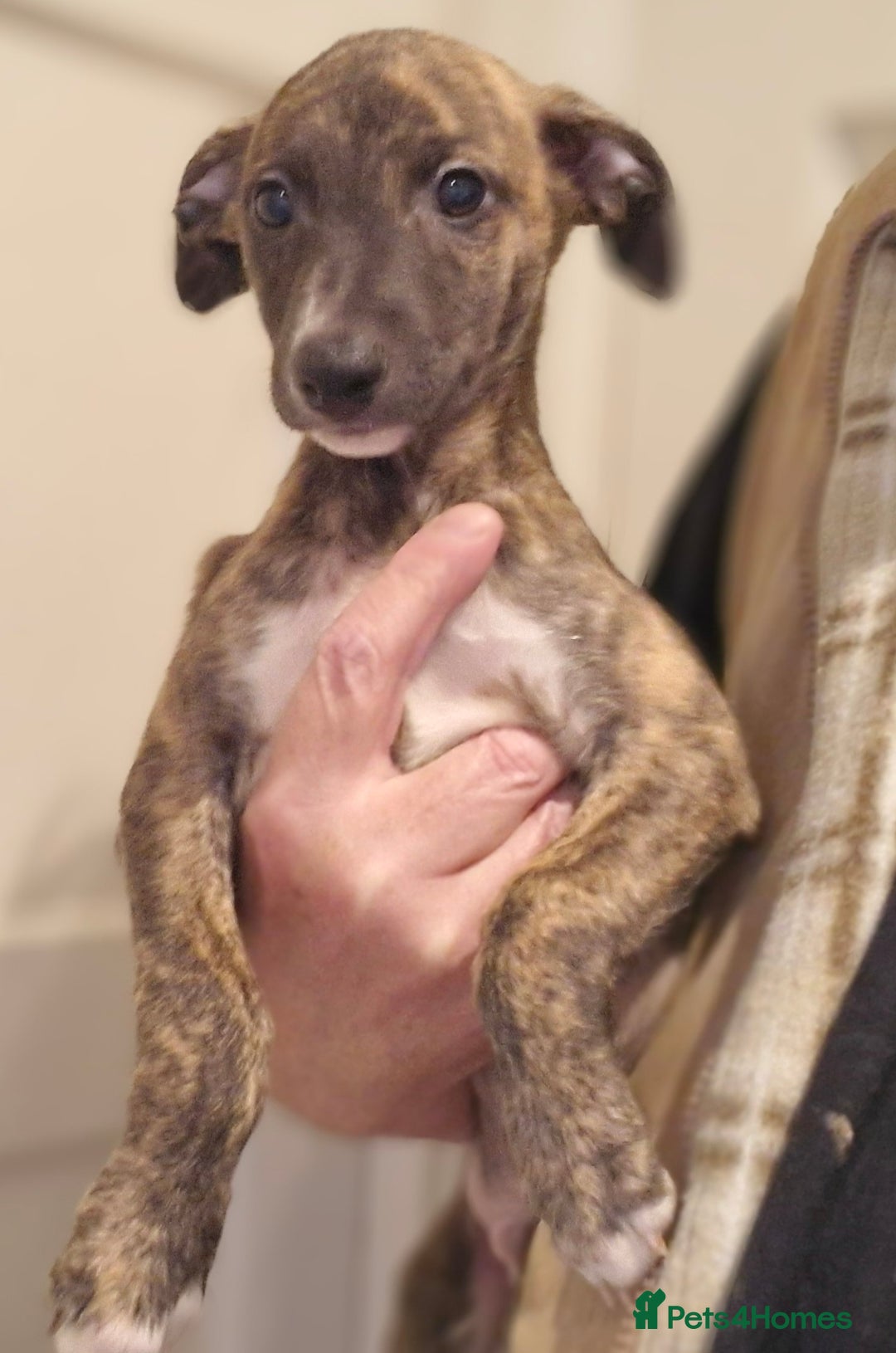 Whippet dogs for sale: Five Star KC Whippet BOY - Reduced! - Image 5