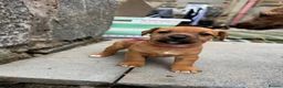 Patterjack dogs for sale: Patterjack puppy’s looking for loving home  - Advert 20