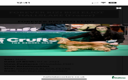 Cocker Spaniel dogs for sale: ⭐️⭐️⭐️⭐️⭐️5 star licenced breeder  cockerspaniels - Image 8